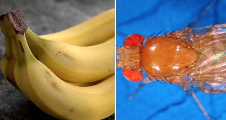 Bananflugor, Insekter